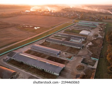 Farm Buildings At Agriculture Field On Sunset. Roof Of The Cowshed With Cows, Aerial View. Milk Production And Animal Husbandry. Cow Dairy And Farm Animals. Farm Of Cattle. Rural Landscape On Sunset.