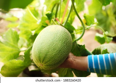 Farm Cantaloupe Grow Mature Cantaloupe