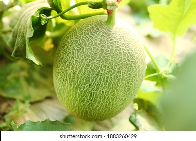 Farm Cantaloupe Grow Mature Cantaloupe