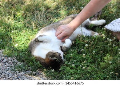 Farm Cat In Grass Getting Belly Rub.  