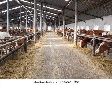 farm for cattle from the inside during the day