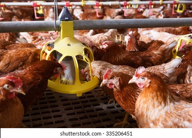 Farm Chicken In A Barn, Eating From An Automatic Feeder. Animal Abuse, Living In Captivity, Food Production And Industry Concept. 
