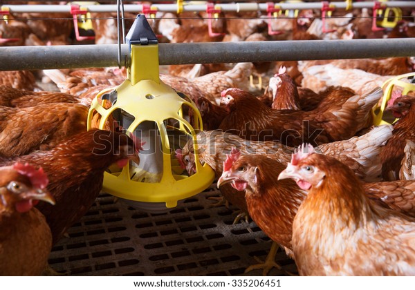 Farm chicken in a barn, eating from an automatic\
feeder. Animal abuse, living in captivity, food production and\
industry concept. \
