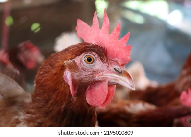 Farm Chicken In Barn. Industry Animal Poultry Concept.