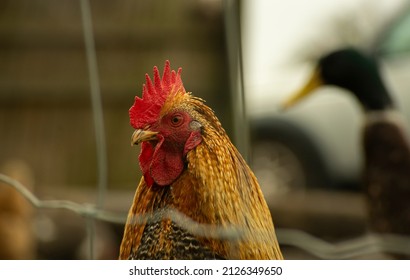 Farm Chicken And Duck In The Back Garden Of A Farm House, Behind Wire Fencing. Close Up Photos Of Head, Showing Detail. Orange And Read Chicken. Animal Also Known As Rooster Or Cock.