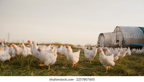 Farm, chicken and portrait of family with livestock in agriculture, sustainable and green field. Ecology, poultry and agro man and woman with girl kid farming with energy in eco friendly countryside. - Powered by Shutterstock