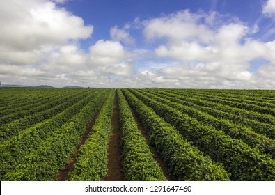 Farm, Coffee Crop, Plantation, Agriculture