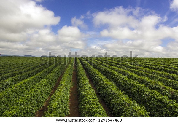 農場 コーヒー作物 プランテーション 農業 の写真素材 今すぐ編集