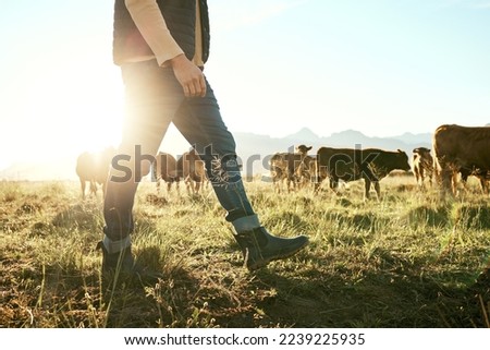 Farm, countryside and farmer with cow and field for agriculture, sustainability and farming in New Zealand. Livestock, cattle feed with man, sunshine flare and environment with beef and milk source.