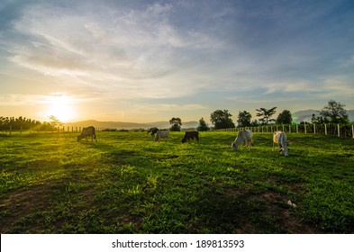 Farm cow on sunrise - Powered by Shutterstock