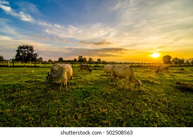 Farm cow on sunrise