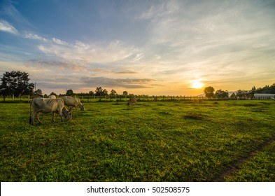 Farm cow on sunrise - Shutterstock ID 502508575