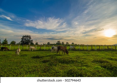 Farm cow on sunrise - Shutterstock ID 502794643