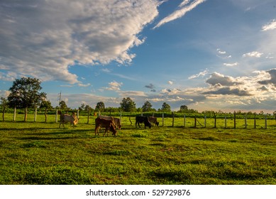 Farm cow on sunrise. - Shutterstock ID 529729876