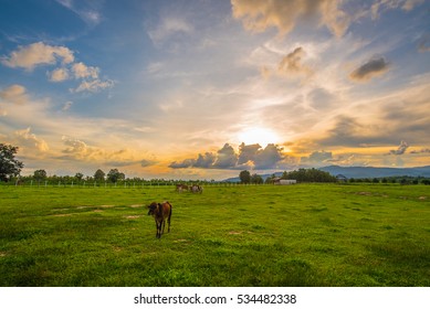 Farm cow on sunrise.