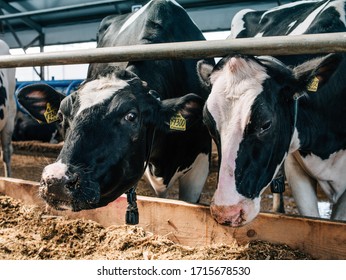 7,936 Cows Factory Farm Images, Stock Photos & Vectors | Shutterstock