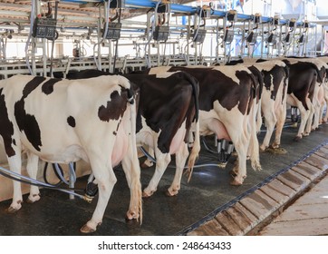 farm cows , dairy cattle , milk cows ,bottoms cows