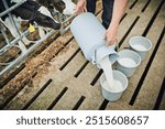 Farm, cows and person with milk in bucket for process, food production or feeding animals in barn. Sustainability, farmer and cream in container for dairy, small business and nutrition for young calf