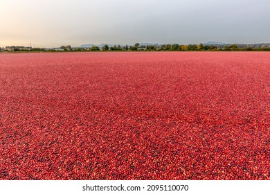farm cranberry bog, Richmond, BC, Canada