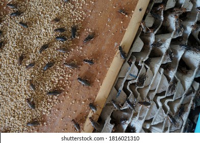 Farm crickets ,Close up of Crickets (Gryllidae) in farm on egg panel,many crickets eating feed. - Powered by Shutterstock