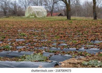 Farm Crop Field Covered With Black Plastic Film Or Agricultural Fleece For Early Crop Yield In The Winter Or Spring Season. Protection Care Of Young Plants From Night Frost.