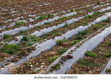 Farm Crop Field Covered With Black Plastic Film Or Agricultural Fleece For Early Crop Yield In The Winter Or Spring Season. Protection Care Of Young Plants From Night Frost.