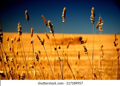 Farm Crop Under Hot And Dry Conditions Featuring Rural Australia, Dry Land Farming In Drought Stricken Country. Barley, Oats, Harvest With Square Hay Bales