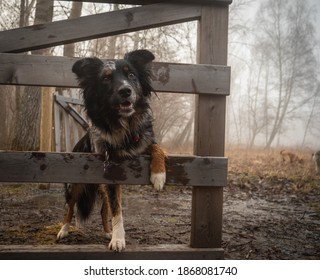 Farm Dog At Gate Posing Australian Shepherd Dog