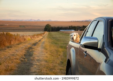 Farm Dog On A Truck