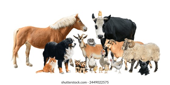 Farm domestics animals together in big group isolation on white background - Powered by Shutterstock