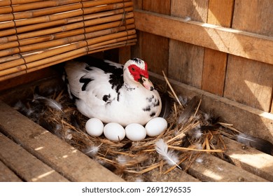 Farm Duck Brooding Over Eggs in Bamboo and Wood Nesting Box