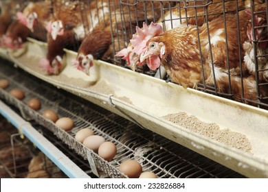 Farm Egg Production