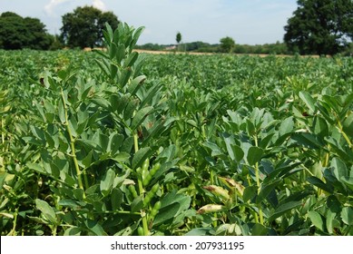 Farm Field With Broad Bean Food Plant Crops Growing