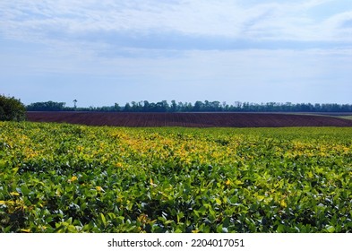 Farm Field Growing Soybeans. Agriculture Field After The Harvest Against Blue Sky In The Background. Empty Land With No Plants. Freshly Tilled Soil With Till Marks And Textures In The Dirt Makes.