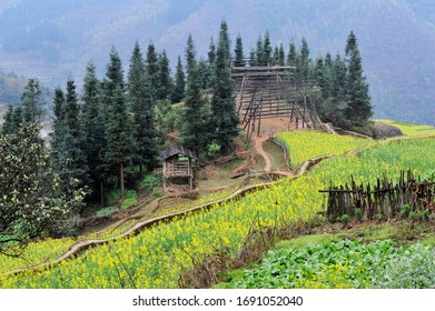 Farm Field Of Local Household Against Pine Trees And Mountains Behind In Zhaoxing Town, Liping County, Guizhou Province, Southern China In March 2018