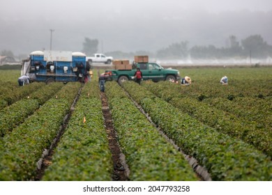 Farm Field In Northern California With Migrant Workers Harvesting The Fruit And Produce