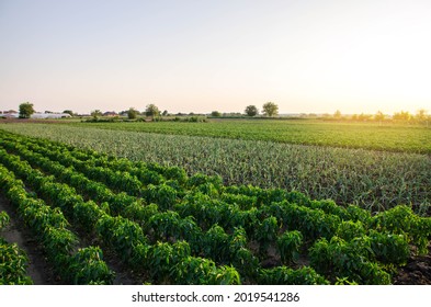 A farm field planted with different crops. Growing capsicum peppers, leeks and eggplants. Agriculture, farmland. Growing organic vegetables on open ground. Food production. Agroindustry agribusiness.