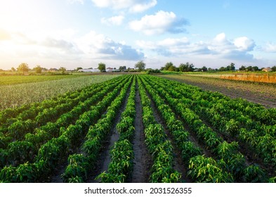 A farm field planted with pepper crops. Growing capsicum peppers, leeks and eggplants. Growing organic vegetables on open ground. Food production. Agroindustry agribusiness. Agriculture, farmland. - Shutterstock ID 2031526355