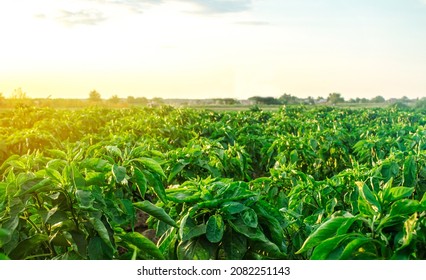 A Farm Field Planted With Pepper Crops. Growing Capsicum Peppers. Food Production. Agroindustry Agribusiness. Agriculture, Farmland. Growing Organic Vegetables On Open Ground.