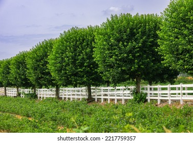Farm field with rows of trees converging into a vanishing point. Fence green trees trimmed in the garden yard lawn trees in row alley, evergreen edge round. Nobody, selective focus