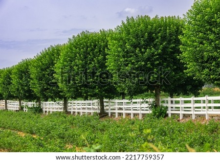 Farm field with rows of trees converging into a vanishing point. Fence green trees trimmed in the garden yard lawn trees in row alley, evergreen edge round. Nobody, selective focus
