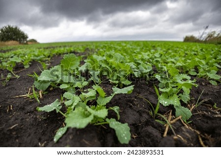 Similar – Foto Bild Blühendes Rapsfeld und Bäume bei Purkshof im Frühling