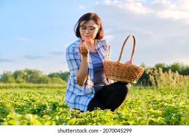 Farm Field With Strawberries, Woman Picking Berries With A Basket