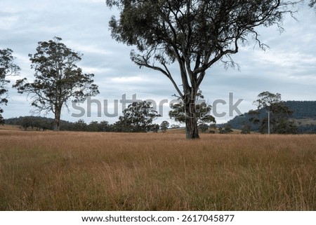 farm in a field surrounded by trees and green grass in australia in spring