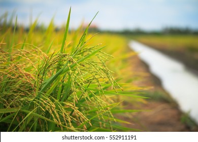 Farm Field Thai Jasmine Rice