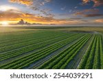 Farm fields in Florida. Agricultural cultivated field in summer season with growing green crops. Farming and agriculture industry in USA