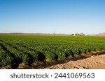 Farm fields outside of Yuma Arizona, USA.