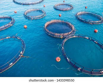 Farm fish Salmon aquaculture blue water floating cages. Aerial top view.