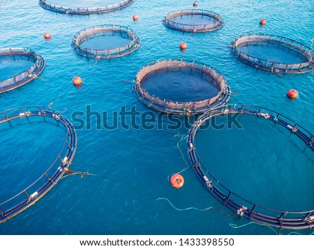 Farm fish Salmon aquaculture blue water floating cages. Aerial top view.