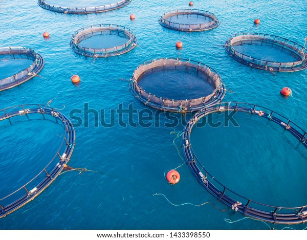 Farm fish Salmon aquaculture blue water floating\
cages. Aerial top view.